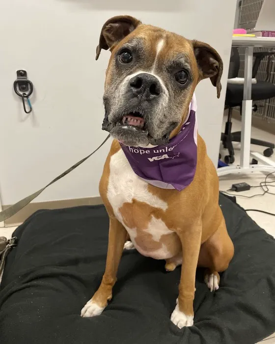 VCA Shoreline Veterinary Referral and Emergency Center Picture 9