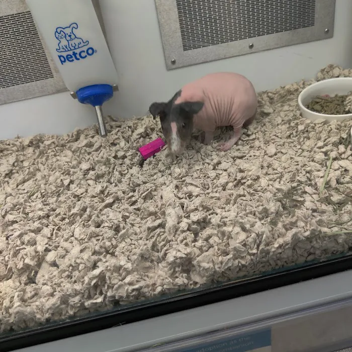 Petco Picture 8