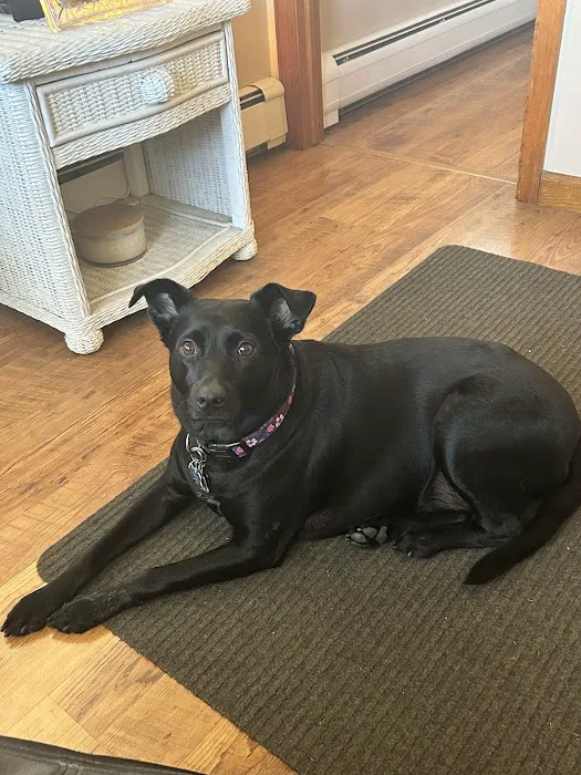 Pieper Veterinary Stratford Picture 10