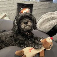 Pieper Veterinary Stratford ico