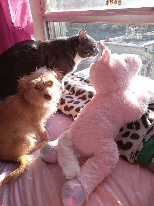 Bridgeport Veterinary Hospital Picture 5