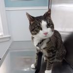 Bridgeport Veterinary Hospital