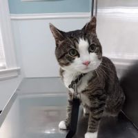 Bridgeport Veterinary Hospital ico