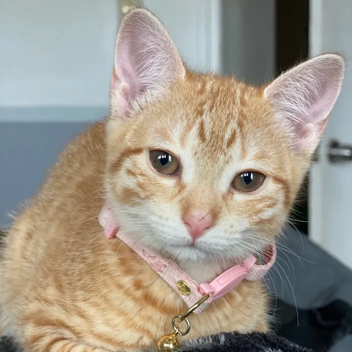 Nutmeg Spay/Neuter Clinic Picture 8