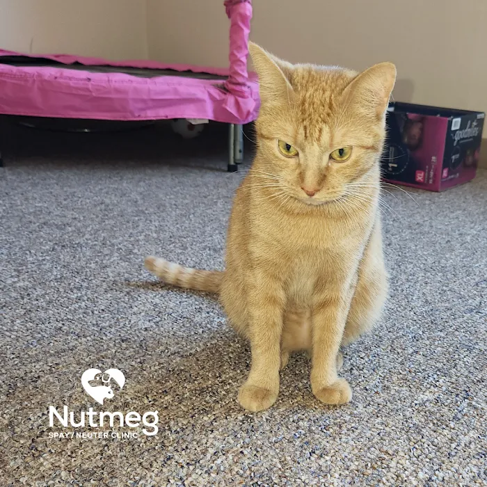 Nutmeg Spay/Neuter Clinic Picture 7