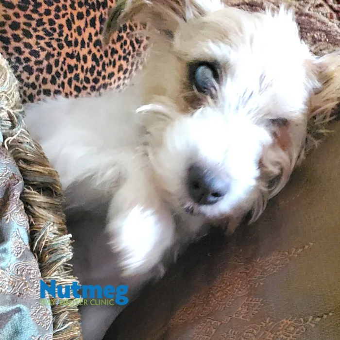 Nutmeg Spay/Neuter Clinic Picture 4