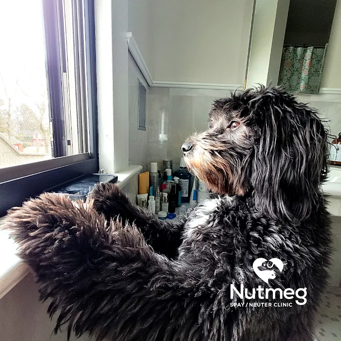 Nutmeg Spay/Neuter Clinic Picture 9