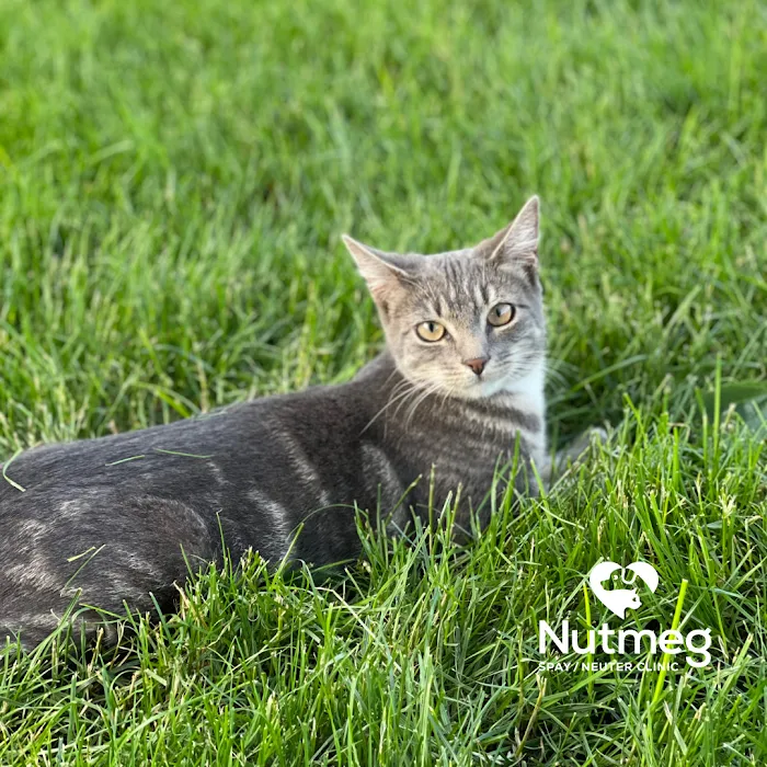 Nutmeg Spay/Neuter Clinic Picture 10