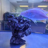 Darrell's Aquarium ico