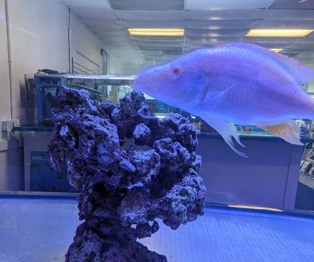Darrell's Aquarium