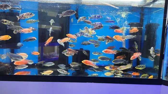 Darrell's Aquarium Picture 6
