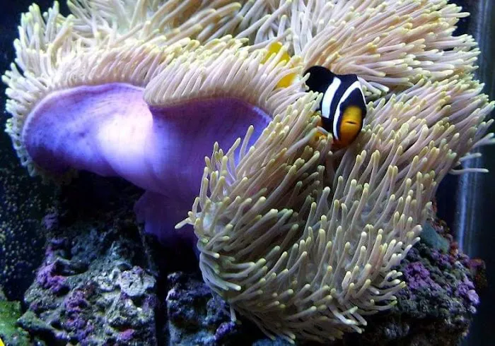 Darrell's Aquarium Picture 2
