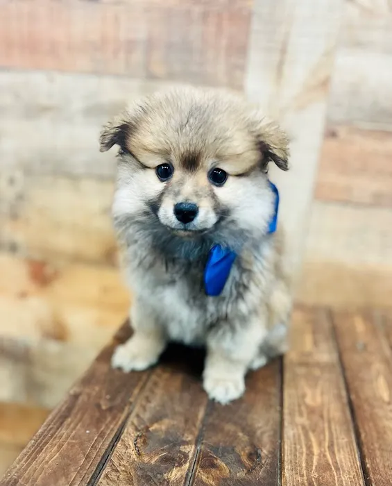 Puppy Boutique of Bartow Picture 5