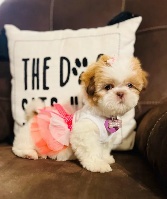 Puppy Boutique of Bartow Picture 4