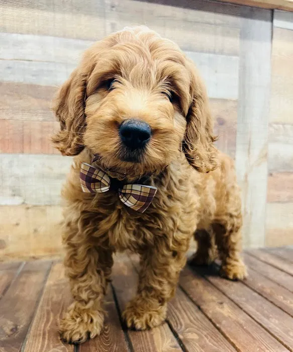 Puppy Boutique of Bartow Picture 6