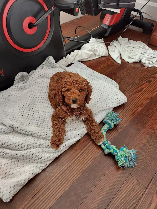 Puppy Boutique of Bartow Picture 2
