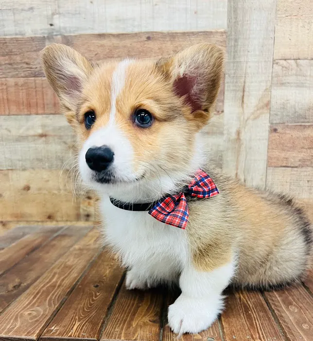 Puppy Boutique of Bartow Picture 1
