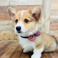 Puppy Boutique of Bartow ico