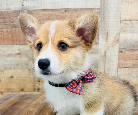 Puppy Boutique of Bartow