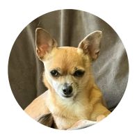Merryfield Veterinary Hospital ico