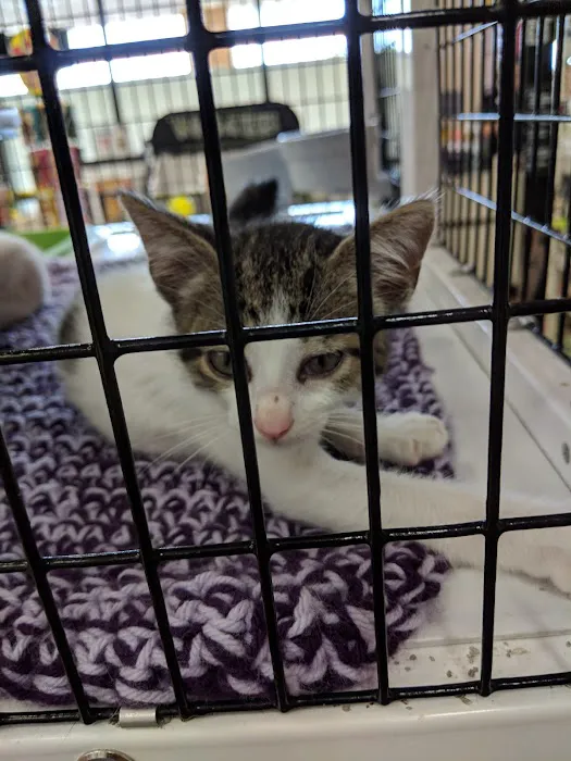 Pet Supermarket Picture 2