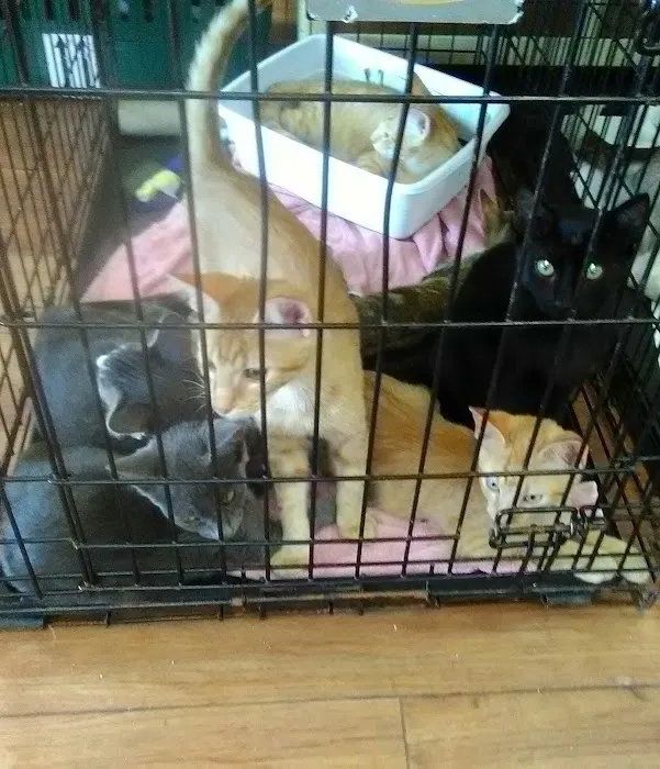 Pet Supermarket Picture 4