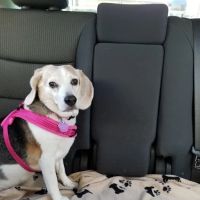 Pet Supermarket ico