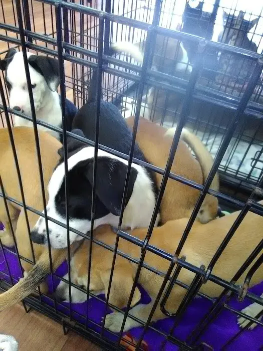 Pet Supermarket Picture 5