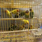 Kingdom Of Pets Inc