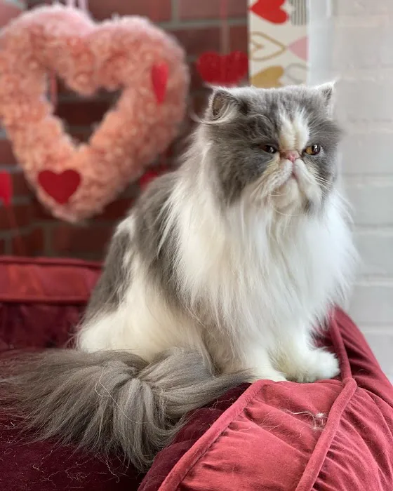 Max's Pet Market & Salon Picture 5