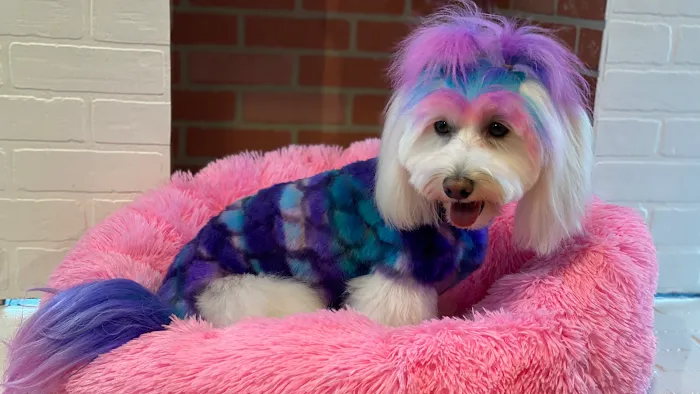 Max's Pet Market & Salon Picture 10