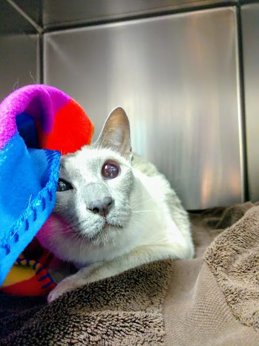 New England Cat Care Picture 2