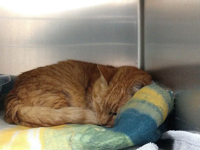New England Cat Care Picture 8