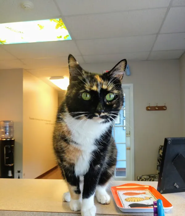 New England Cat Care Picture 7