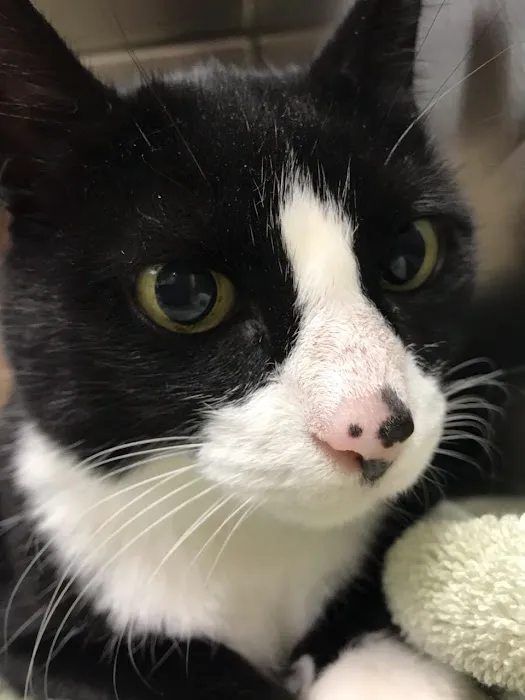 New England Cat Care Picture 1