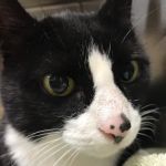 New England Cat Care