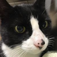 New England Cat Care ico