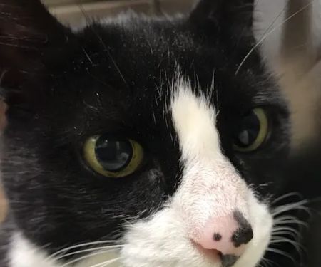 New England Cat Care