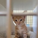 Petco