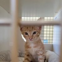 Petco ico