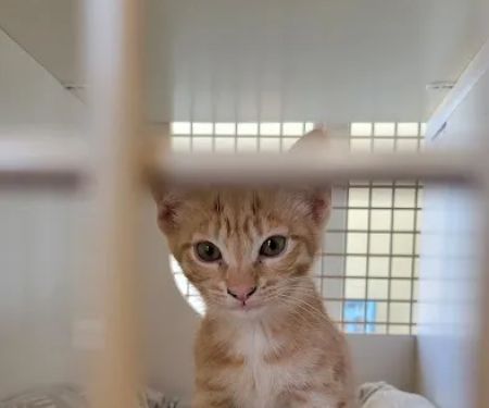 Petco