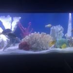 Aquariums of the Bay