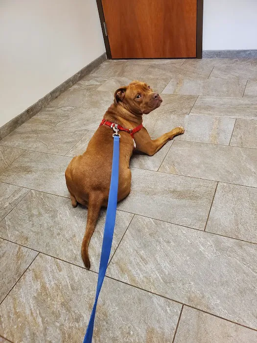 VCA Cheshire Animal Hospital Picture 6