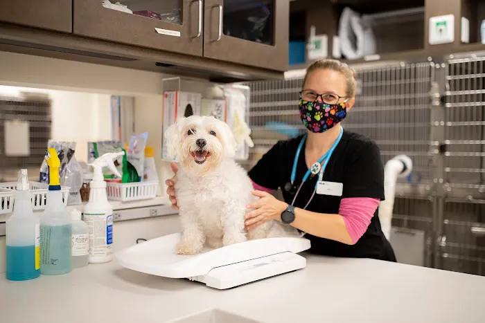 VCA Cheshire Animal Hospital Picture 7