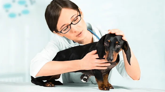 Mount Carmel Veterinary Hospital Picture 10