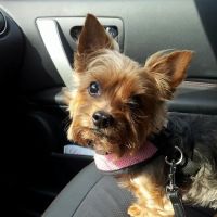 Mount Carmel Veterinary Hospital ico