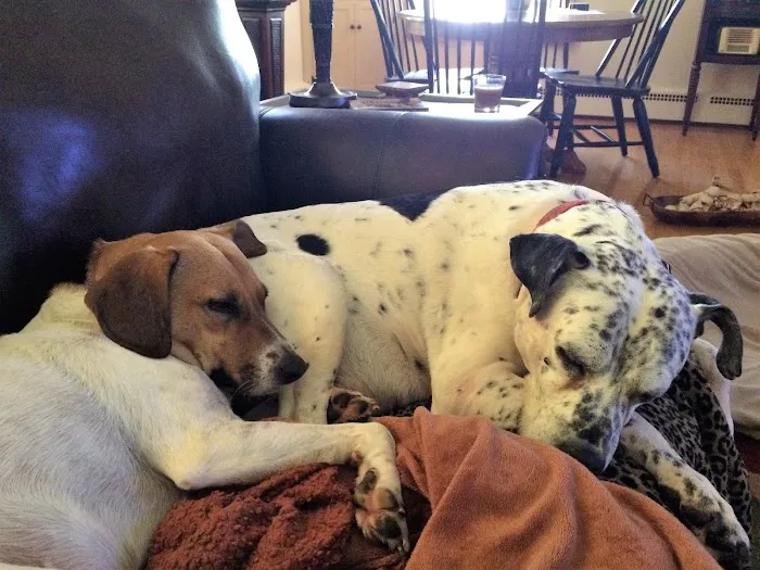 Mount Carmel Veterinary Hospital Picture 8