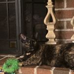 Banfield Pet Hospital