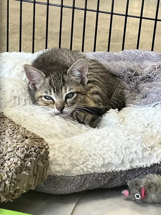 Pet World - Auburndale Picture 2
