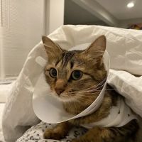Fairfax Ridge Animal Hospital ico
